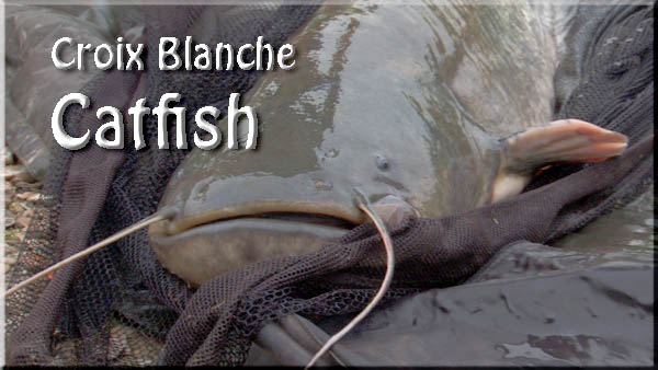 catfish